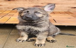 German Shepherd dogs for sale: German Shepherd Puppies – Working Line - Image 29