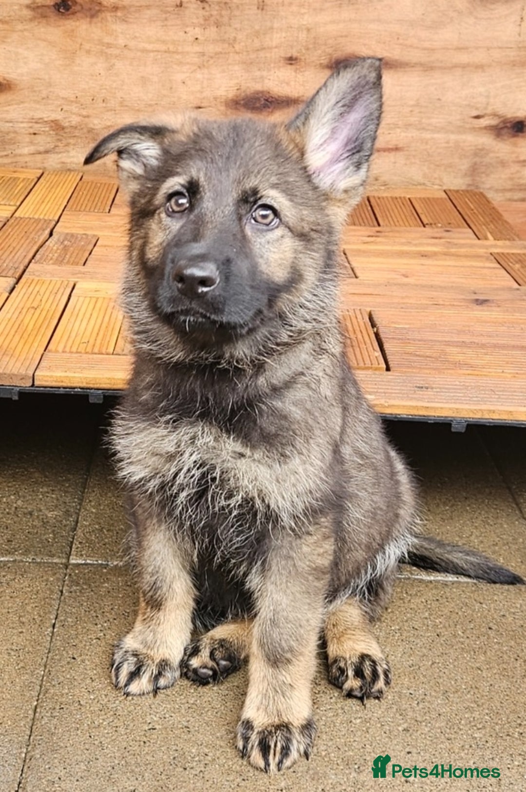 German Shepherd dogs for sale: German Shepherd Puppies – Working Line - Image 29
