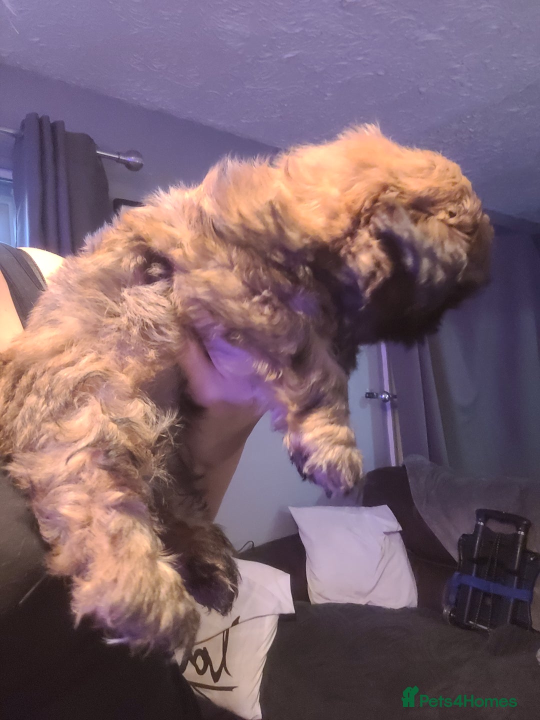 Shih Tzu dogs for sale: One beautiful little girl ready friday - Image 14