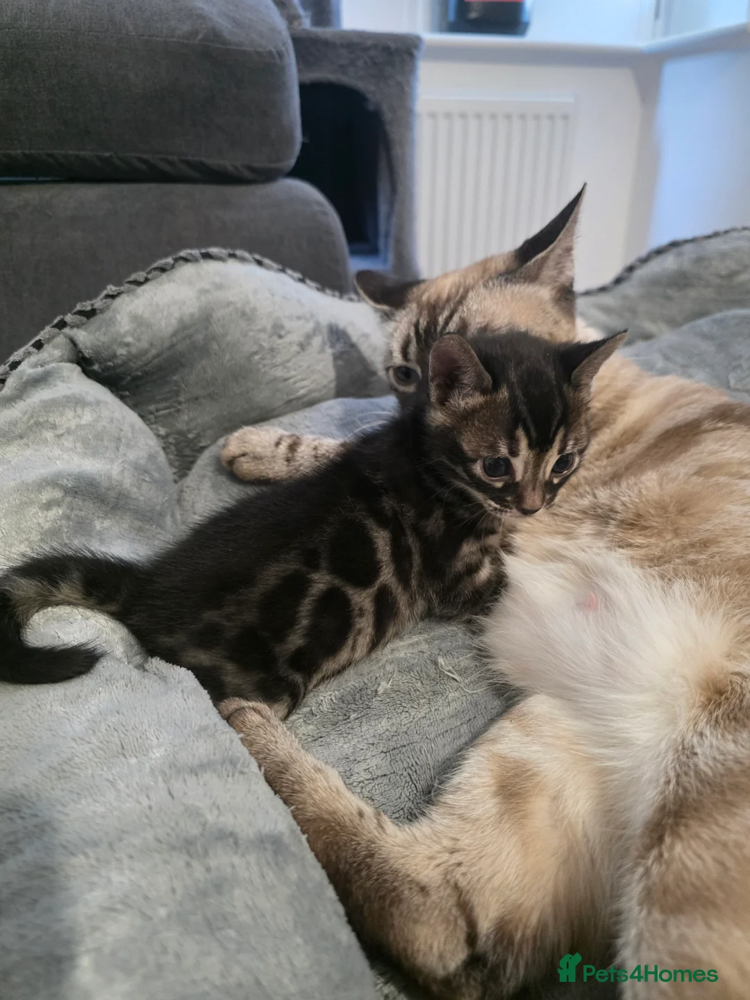 Bengal cats for sale: Double Charcoal DNA Tested Girl  - Advert 10