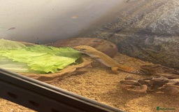 Gecko reptiles for sale: Leopard Gecko (With Tank and Accessories) - Advert 1