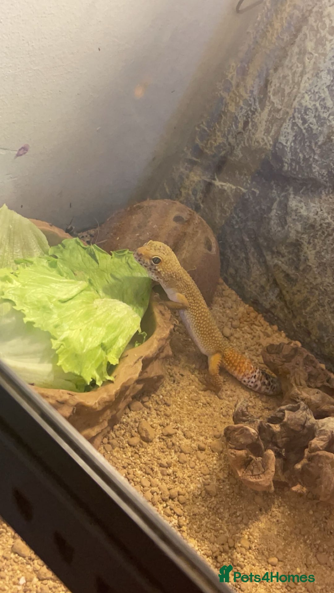 Gecko reptiles for sale: Leopard Gecko (With Tank and Accessories) - Advert 1