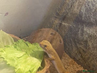 Gecko reptiles Leopard Gecko (With Tank and Accessories) - Advert 1