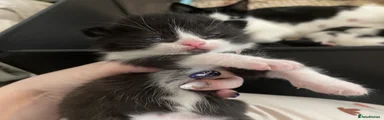 Mixed Breed Kitten 1