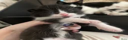 Mixed Breed cats for sale: Cute adorable kittens - Advert 2