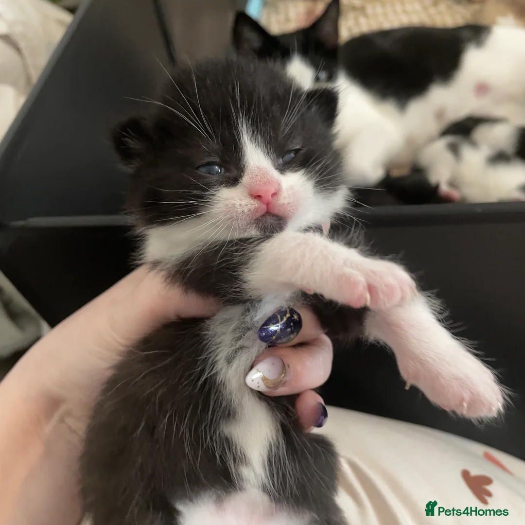 Mixed Breed cats for sale: Cute adorable kittens - Advert 2