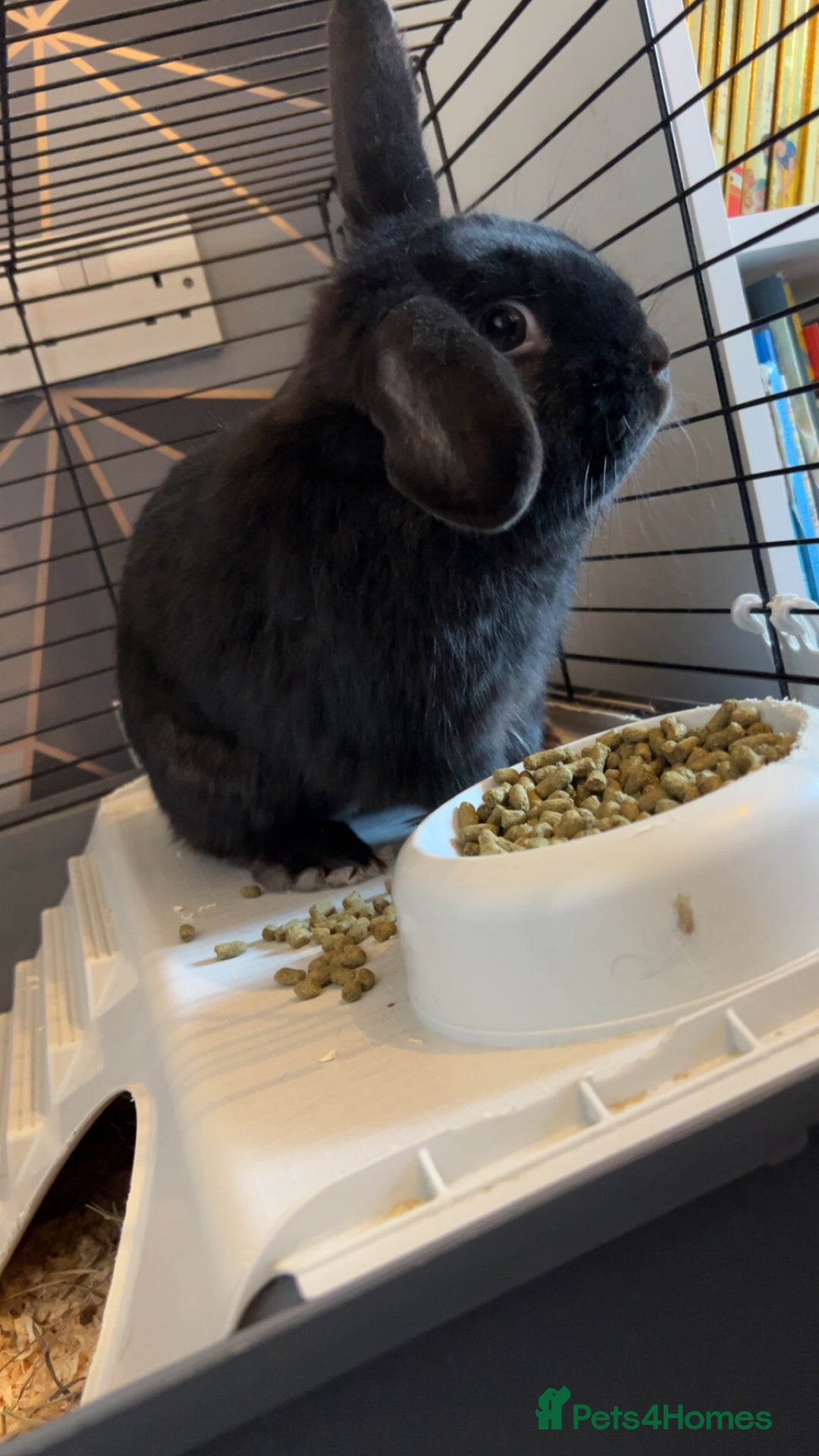 English rabbits for sale: Bugsy - Advert 9