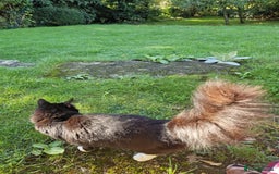 Maine Coon cats for sale: Maine coon mixed breed - Image 5