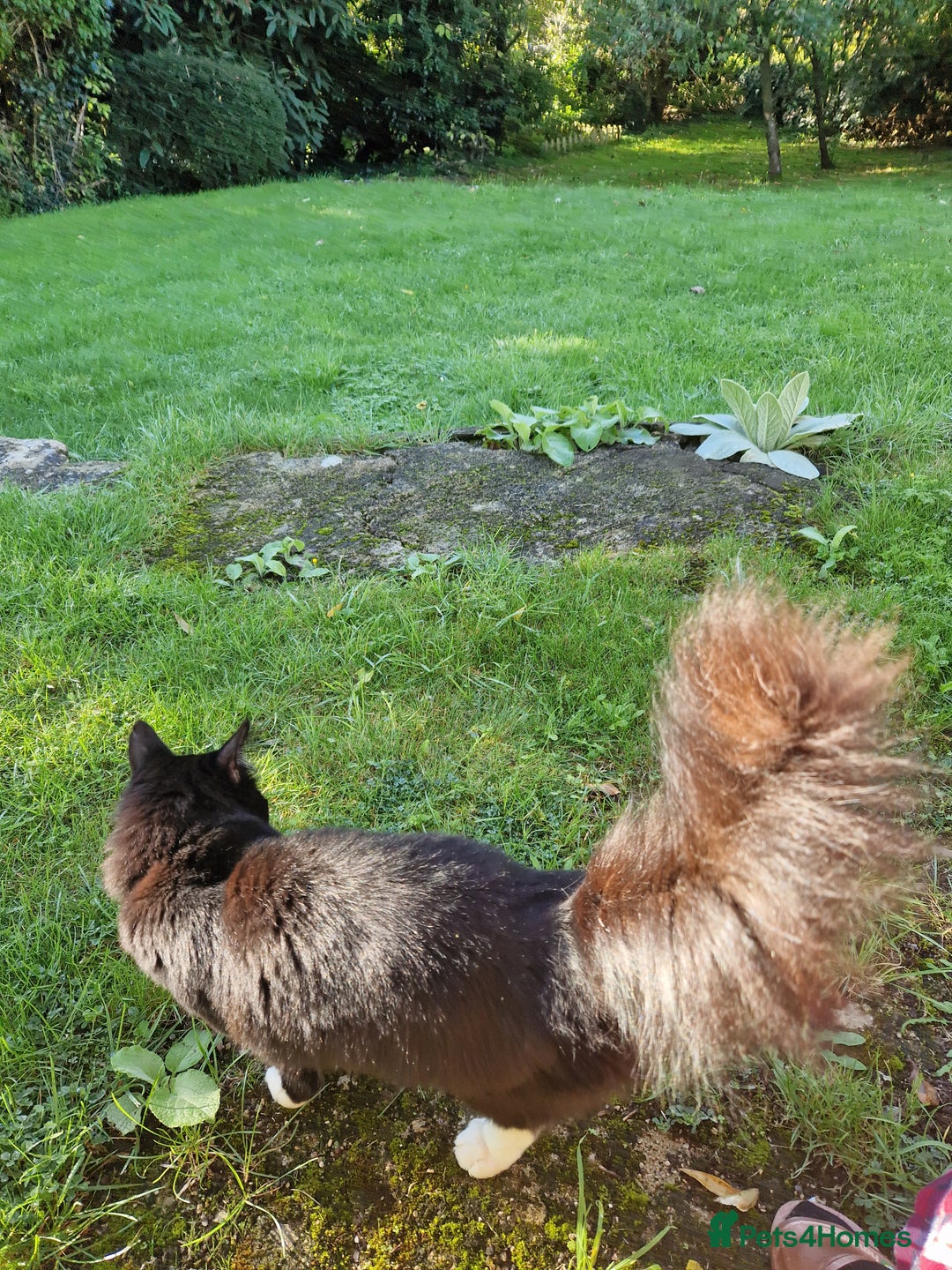 Maine Coon cats for sale: Maine coon mixed breed - Image 5