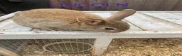 Netherland Dwarf rabbits for sale: Netherland Dwarf / Cross Baby Rabbits  - Advert 13
