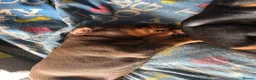 Dobermann dogs for sale: Doberman puppies  - Advert 3