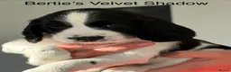 English Springer Spaniel dogs for sale: KC Registered English Springer Spaniel puppies - Advert 11
