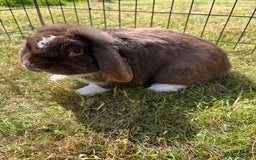 Mini Lop rabbits for sale: Adorable mini lops for sale - Image 8
