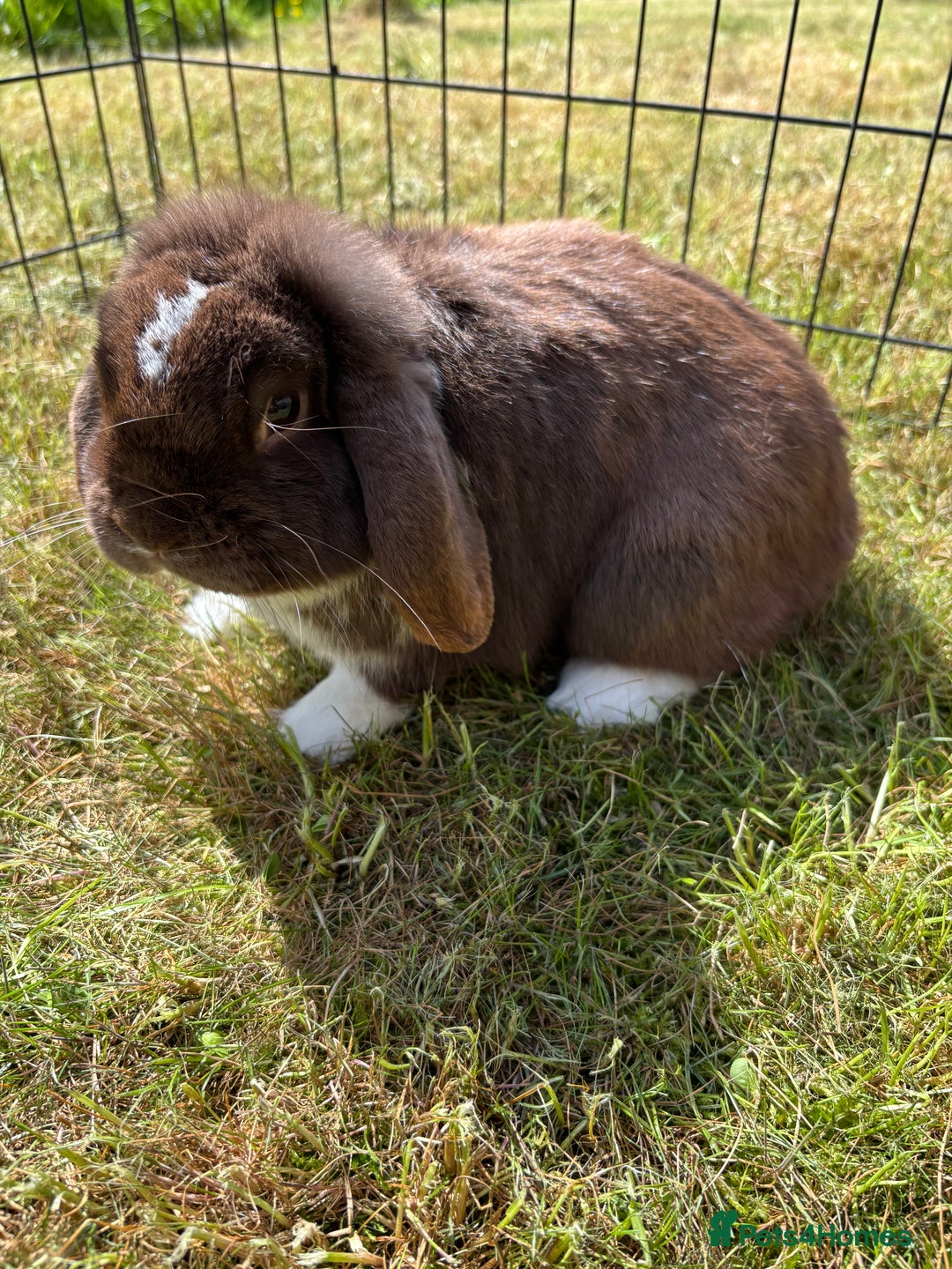 Mini Lop rabbits for sale: Adorable mini lops for sale - Image 8