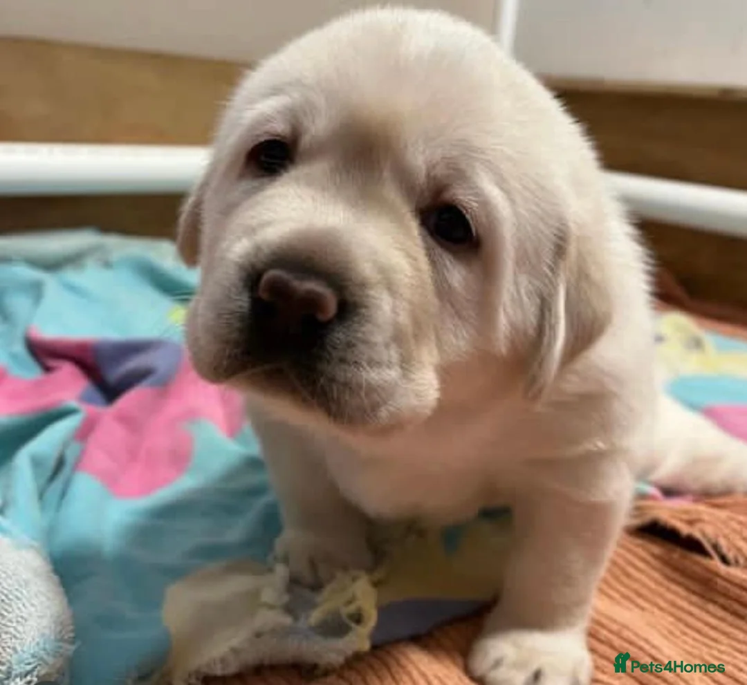 Labrador Retriever dogs for sale: White and Cream Labrador Retriever puppies. in Newport - Advert 2