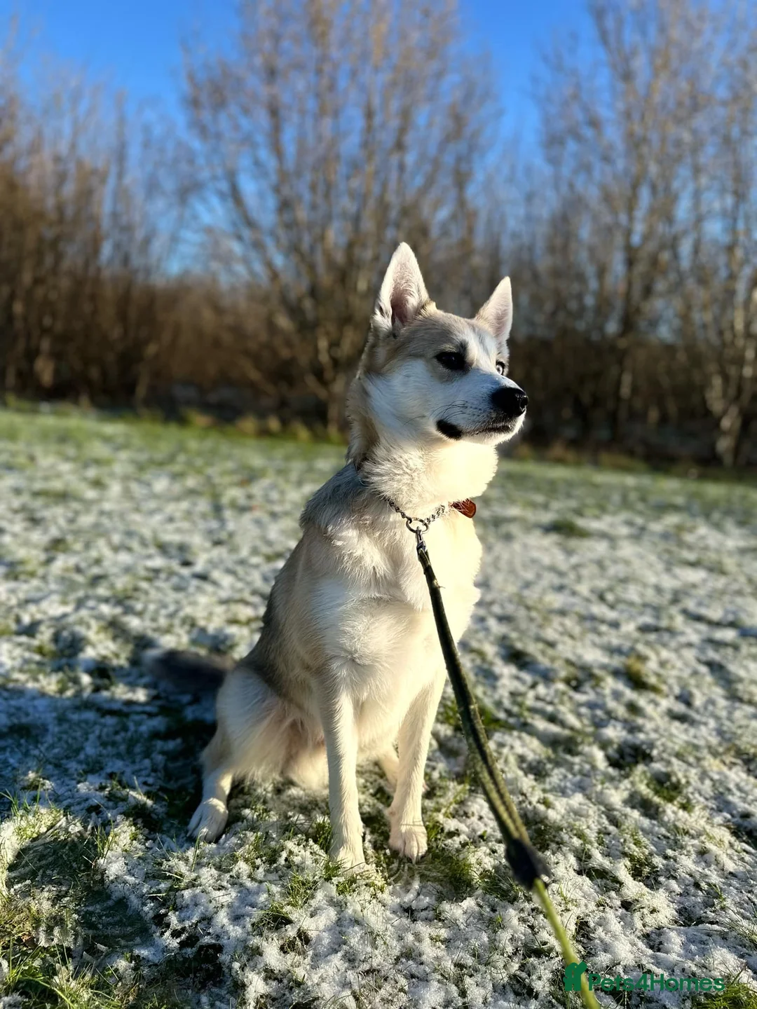 Pomsky dogs for stud: Proven quality F2 proven stud in Andover - Advert 10