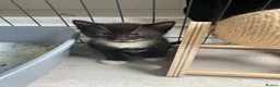 Mixed Breed cats for sale: Adorable playful kittens - Advert 2