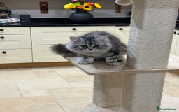 British Shorthair cats for sale: SILVER TABBIES - Registered & Full Pedigree - Image 15