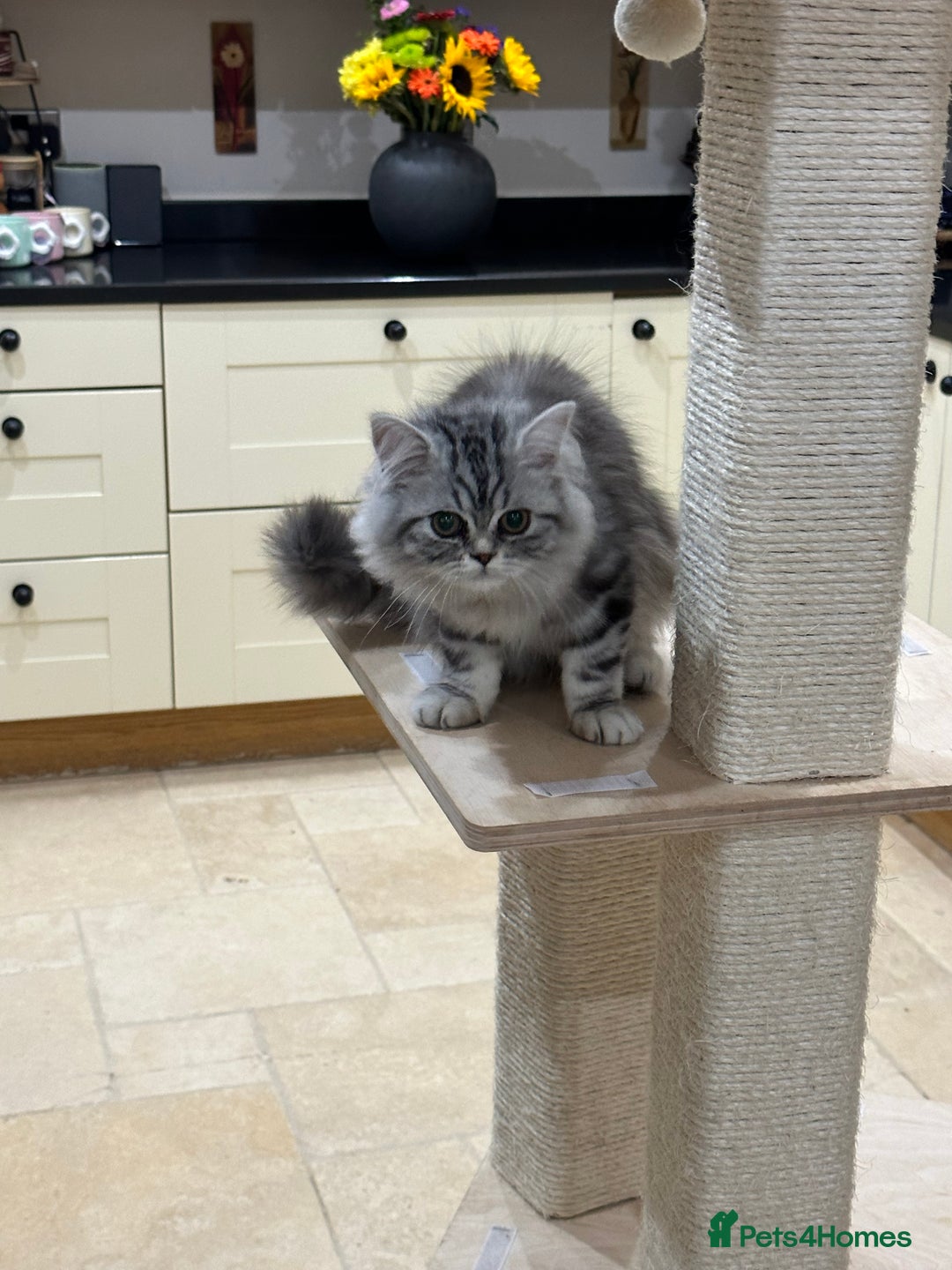 British Shorthair cats for sale: SILVER TABBIES - Registered & Full Pedigree - Image 15
