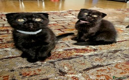 Mixed Breed cats for sale: Scottish Fold Kittens!Rare 🍫chocolate colour🐱 - Image 30