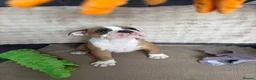 Olde English Bulldogge dogs for sale: Olde English bulldog puppies  - Advert 16