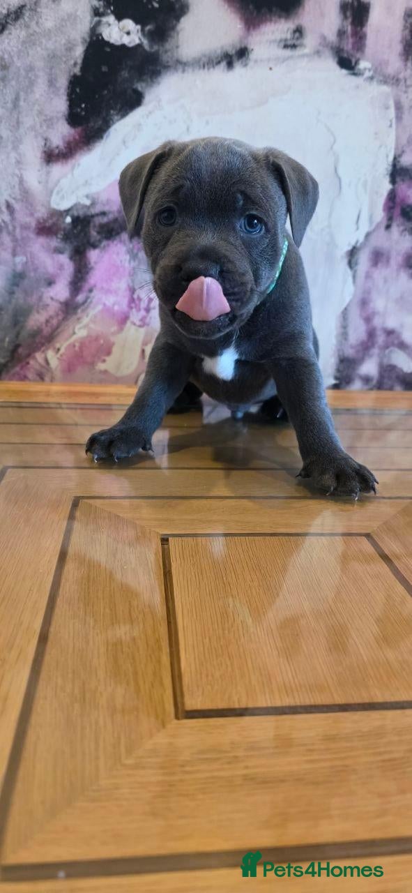 Staffordshire Bull Terrier dogs Beautiful Staffordshire Bull Terrier Puppies  - Advert 12
