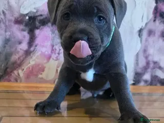 Staffordshire Bull Terrier dogs Beautiful Staffordshire Bull Terrier Puppies - Advert 12