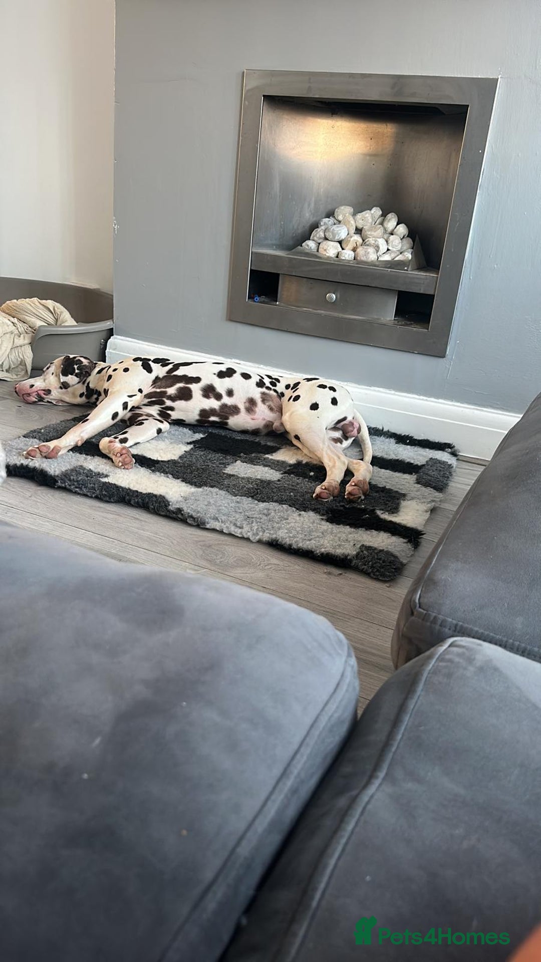 Dalmatian dogs for sale: Looking to rehome my Dalmation male  - Image 4