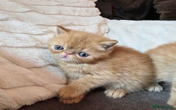 Exotic cats for sale: Supreme Quality Exotics - TICA reg - Image 2