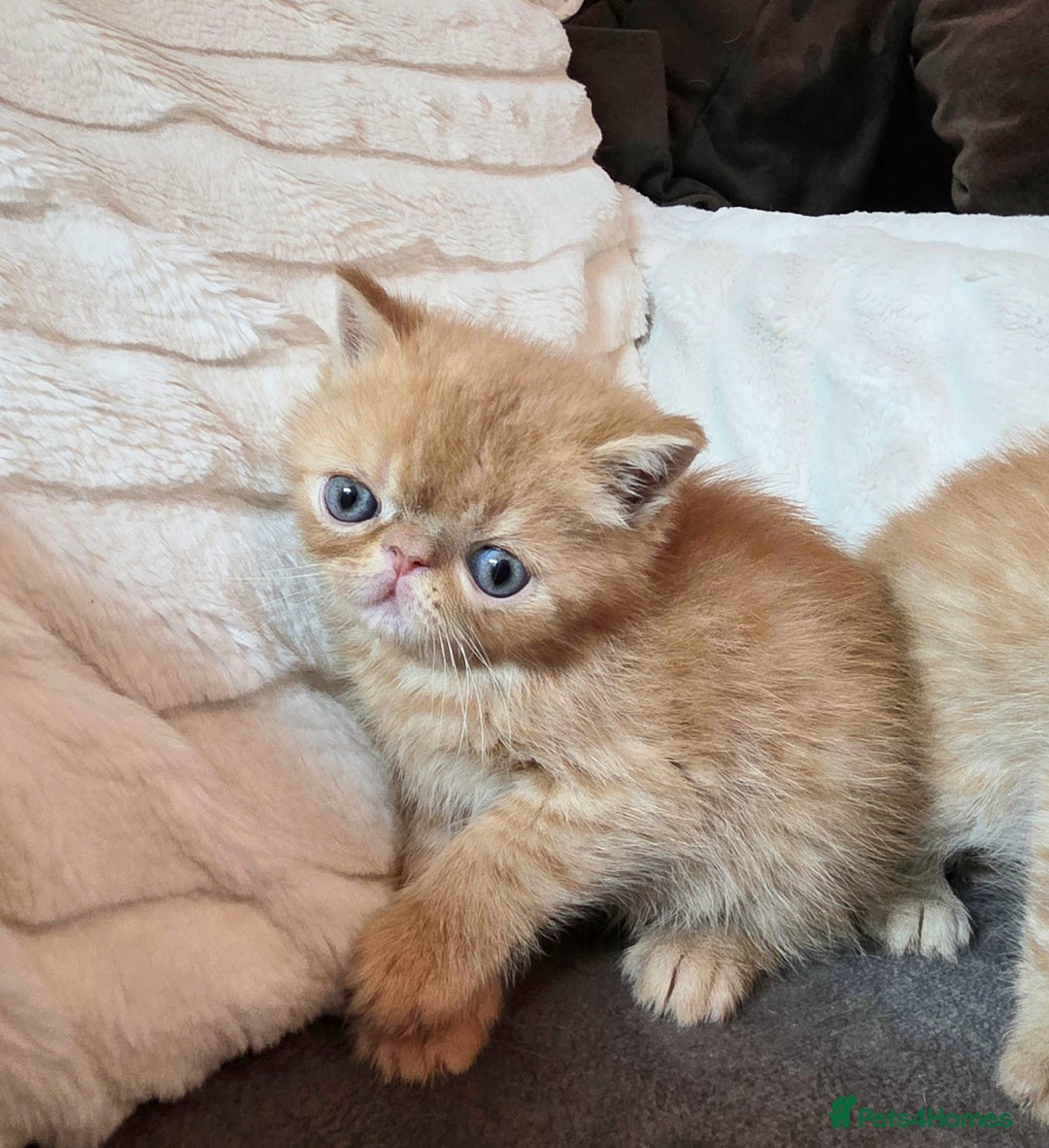 Exotic cats for sale: Supreme Quality Exotics - TICA reg - Image 2