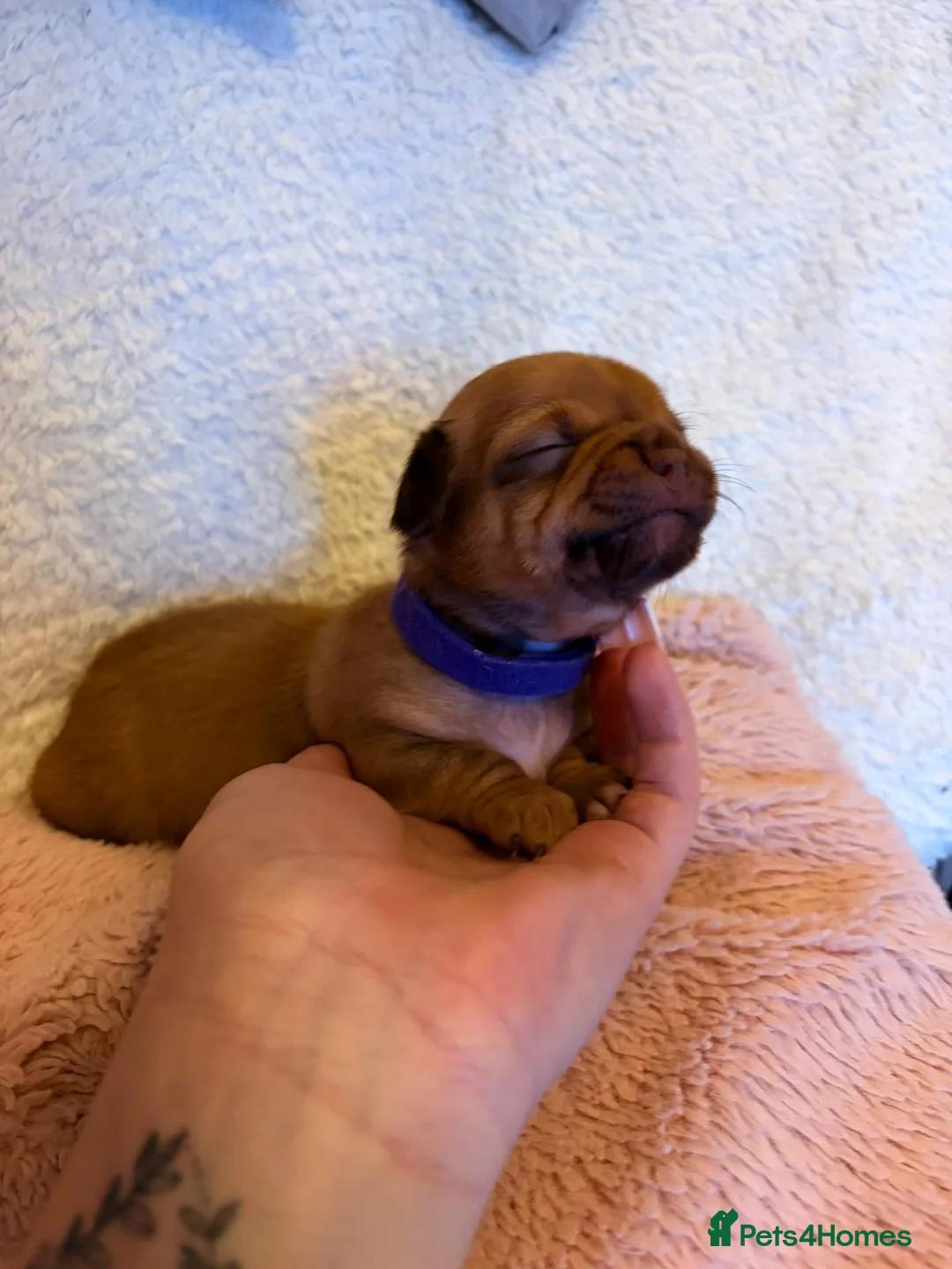 Chihuahua dogs for sale: Puppy chihuahuas  - Advert 1