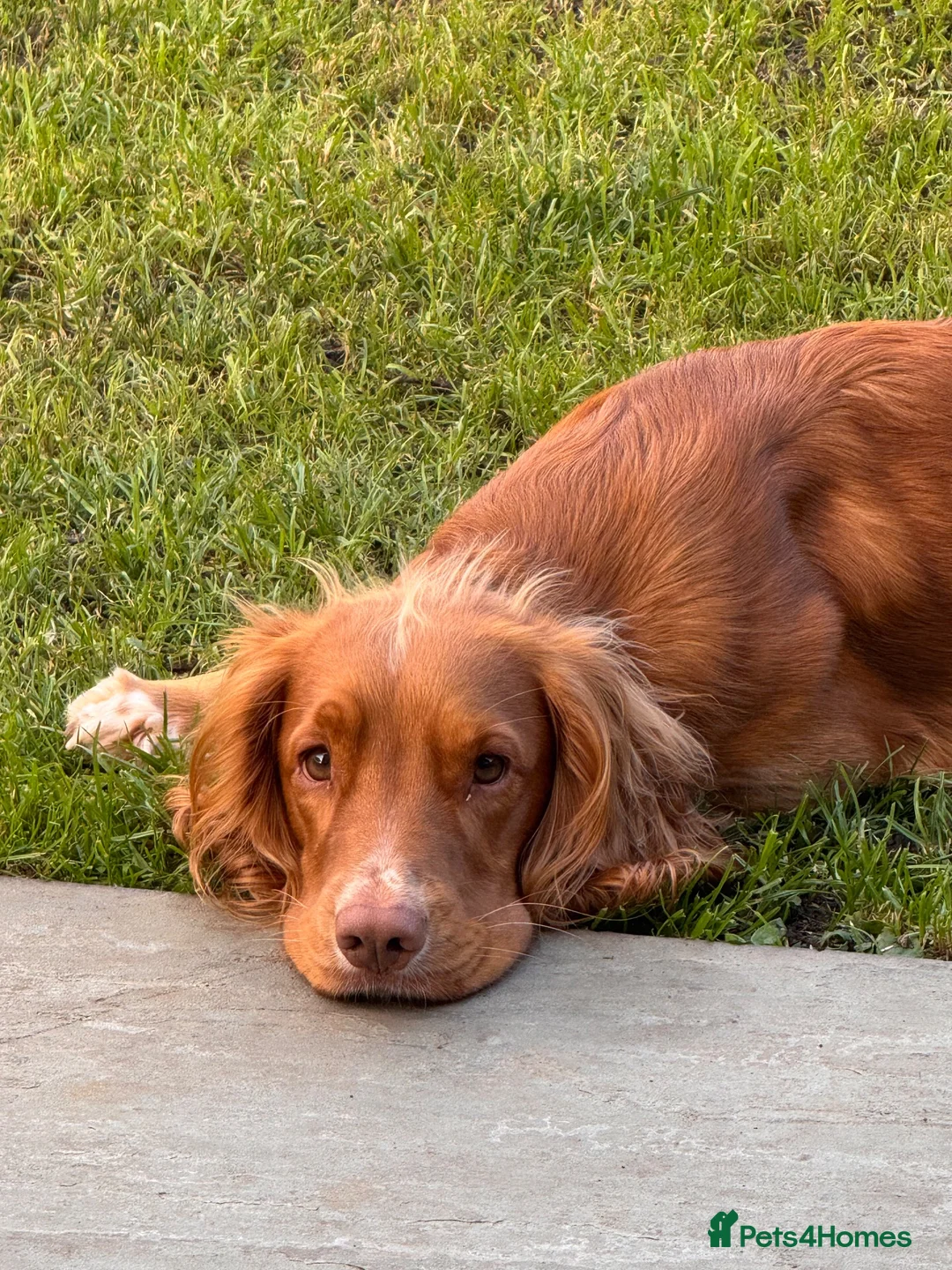 Cocker Spaniel dogs for stud: Simba working cocker spaniel  in Middlesbrough - Advert 2