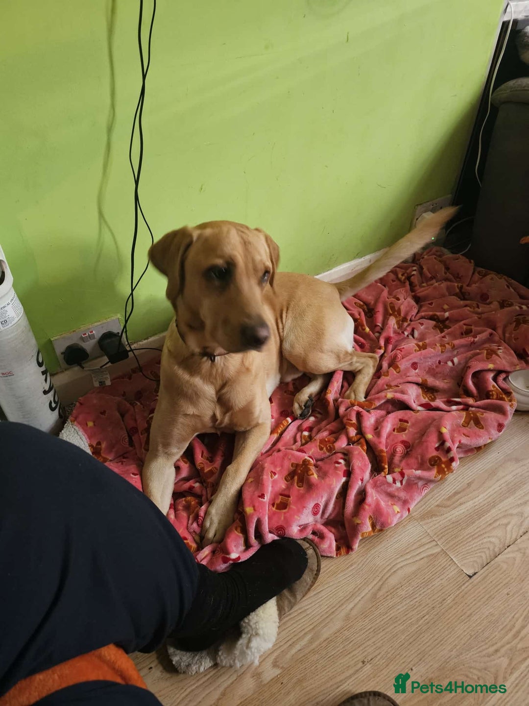 Labrador Retriever dogs for stud: Dog for stud  - Image 3