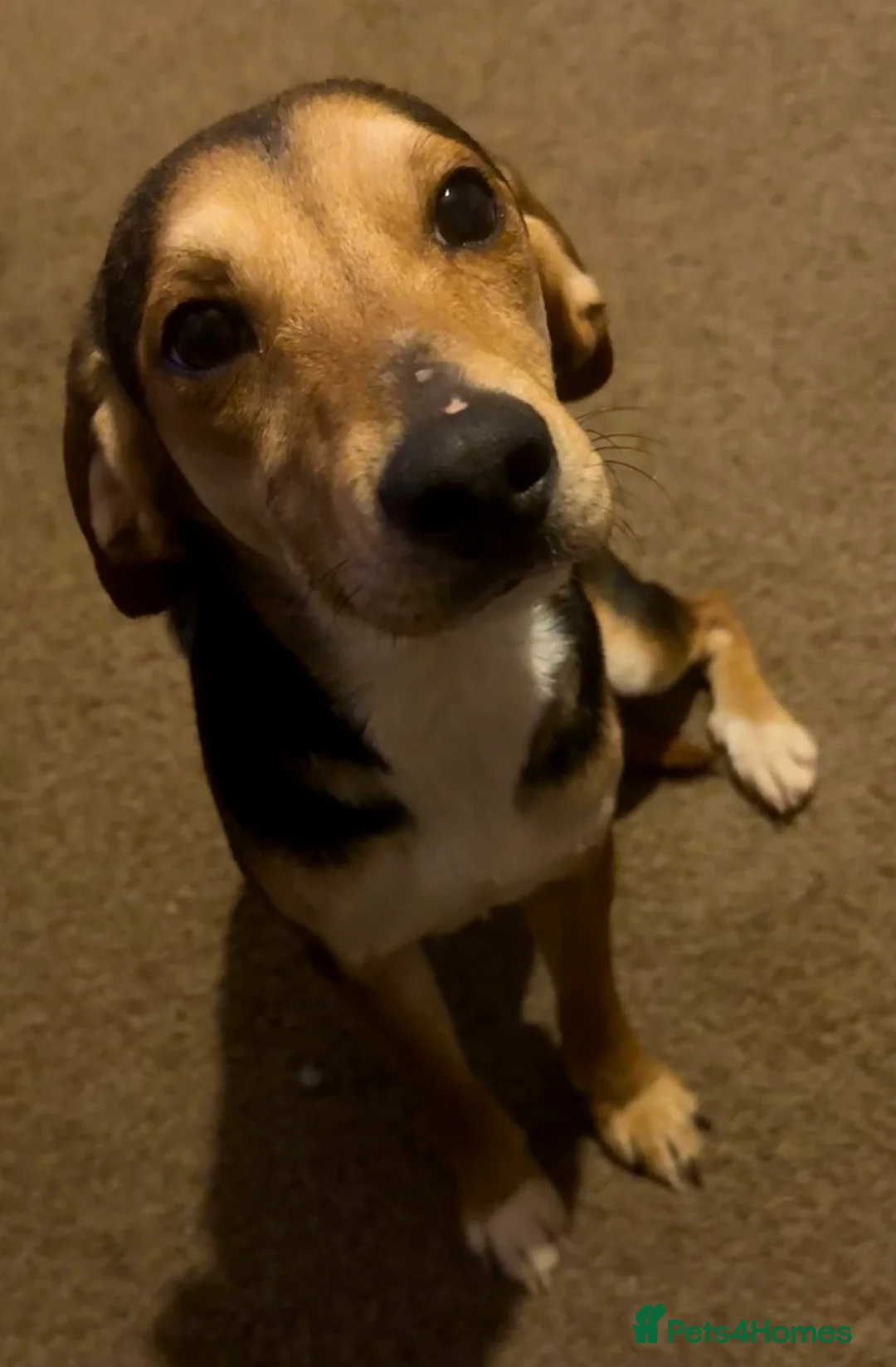 Mixed Breed dogs for sale: Jack Russell / spaniel mix  - Advert 2