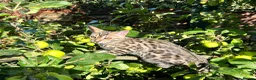 Bengal cats for sale: 1 girl Mix Bengal kitten left for sell - Advert 32