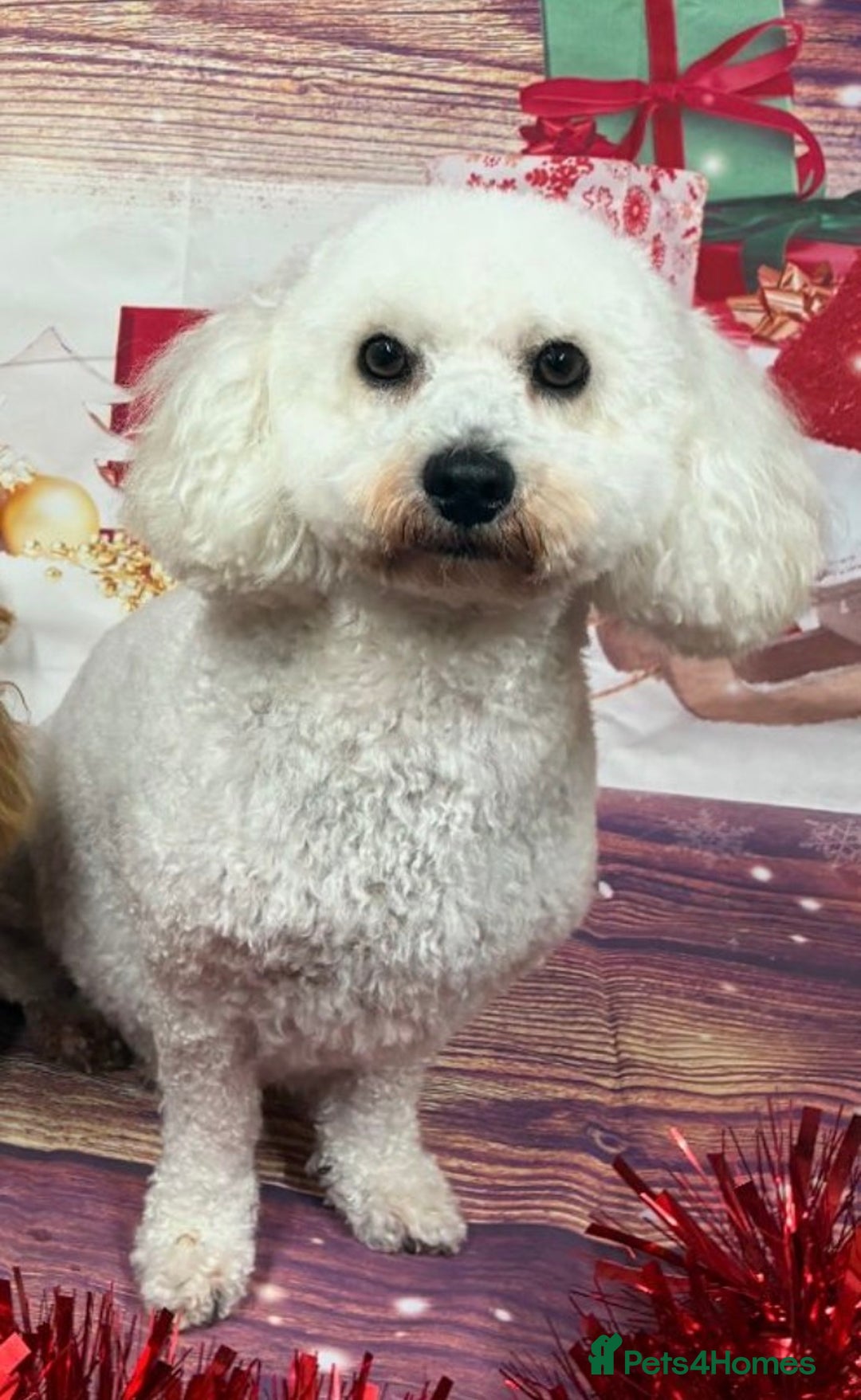 Poochon dogs for sale: Gorgeous Poochon puppies 2 girls 3 boys - Advert 27