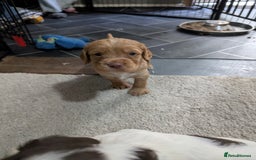 Cocker Spaniel dogs for sale: Beautiful Cocker Spaniel Puppies  - Image 3