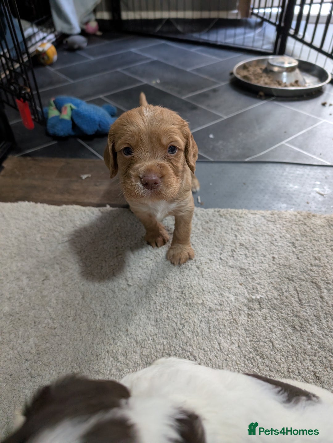 Cocker Spaniel dogs for sale: Beautiful Cocker Spaniel Puppies  - Image 3