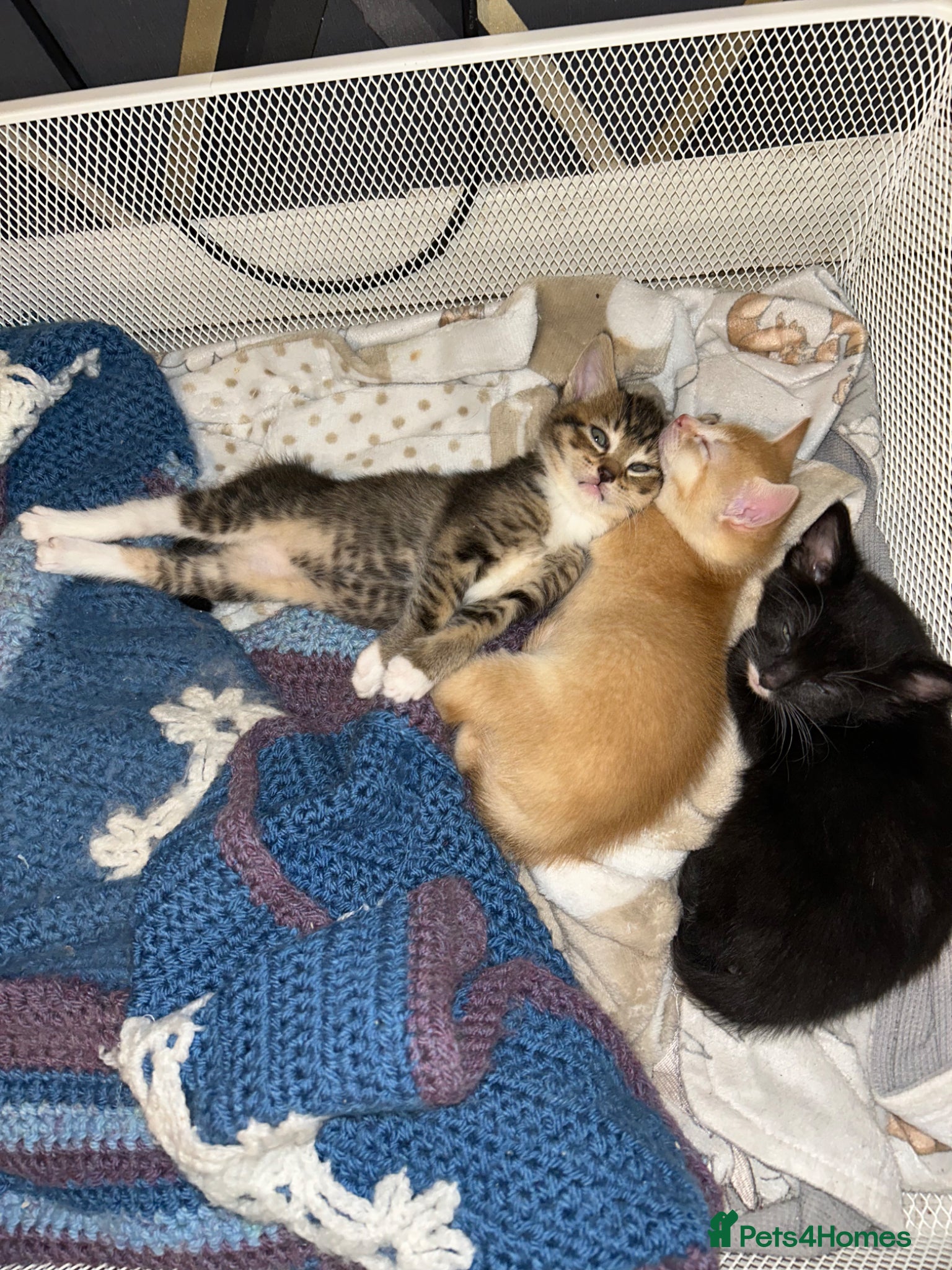 Mixed Breed cats for sale: 🚨GORGEOUS KITTENS READY TO LEAVE 🚨 - Advert 23