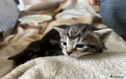 Bengal cats for sale: 3 Bengal mix kittens  - Image 11