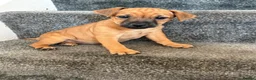 Jack Russell dogs for sale: Ready for there forever homes  - Advert 5
