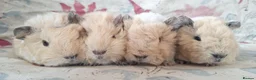 Guinea Pig rodents for sale: MEADOW SIDE CAVIES BABY GUINEA PIGS HEREFORDSHIRE  - Advert 22