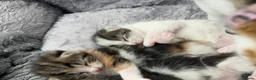 Mixed Breed cats for sale: 5 beautiful kittens looking for a forever home❤️ - Advert 10