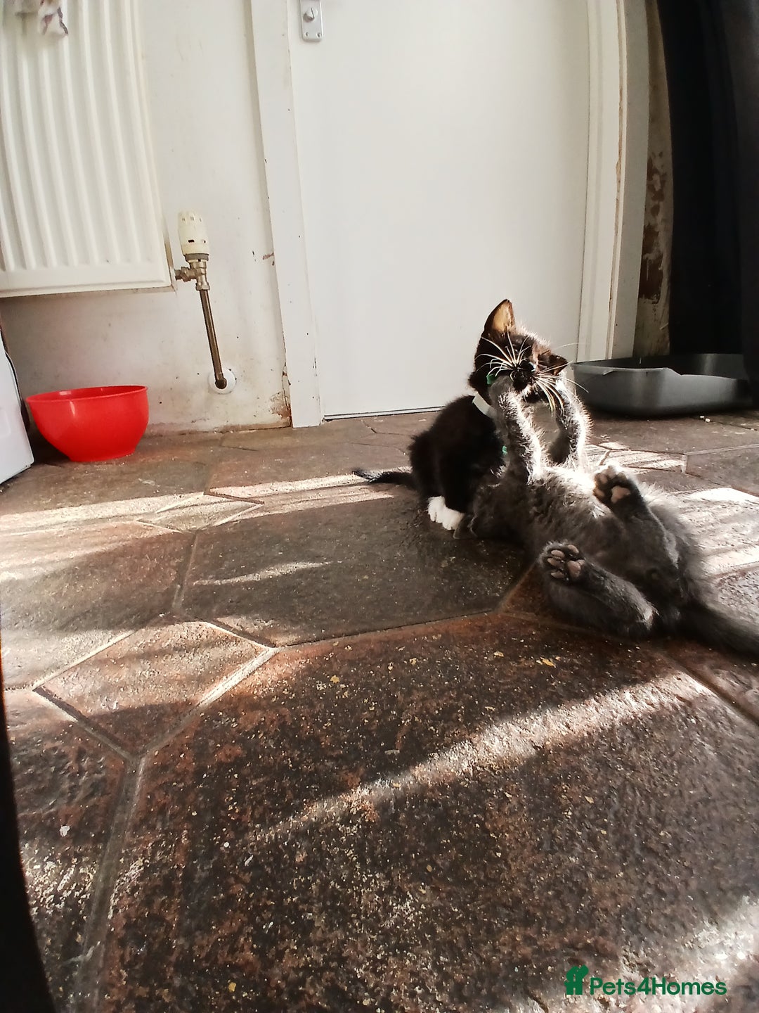 Mixed Breed cats for sale: 6 Kittens looking for new forever homes - Advert 14