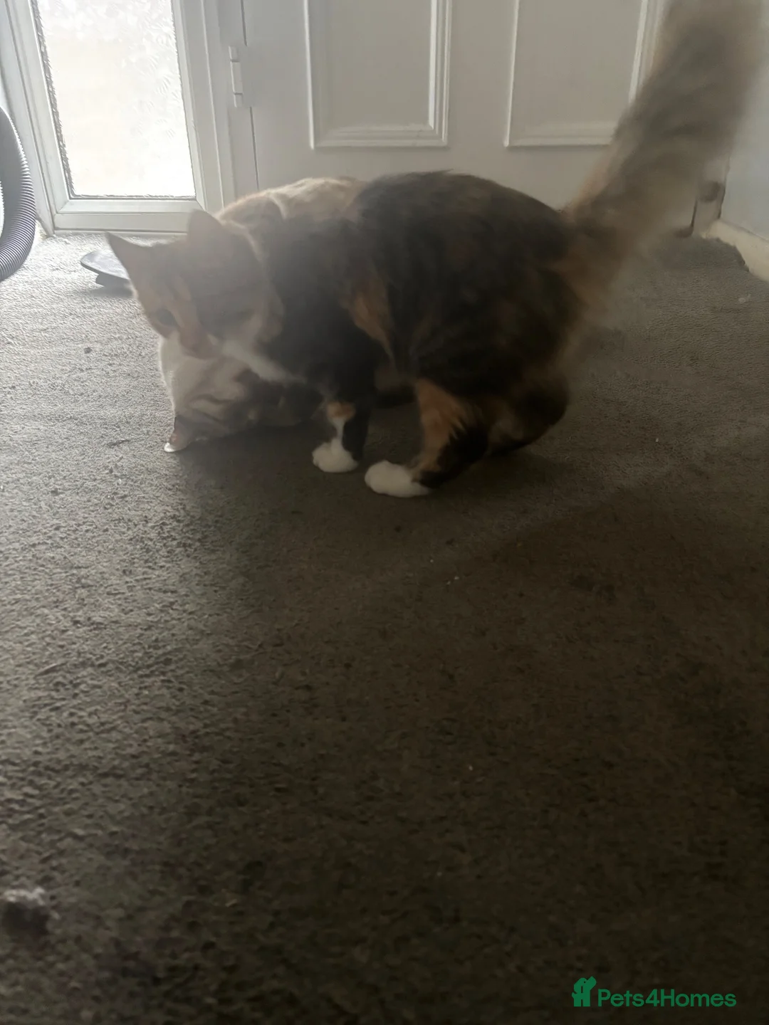 Bengal cats for sale: Beautiful Bengal x female kitten  - Advert 7