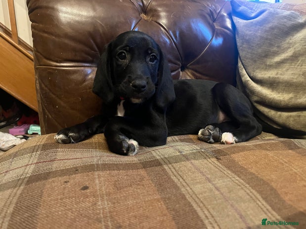 Mixed Breed dogs - Advert 2