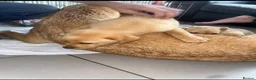 Labrador Retriever dogs for sale: Beautiful Labrador puppies - Advert 5