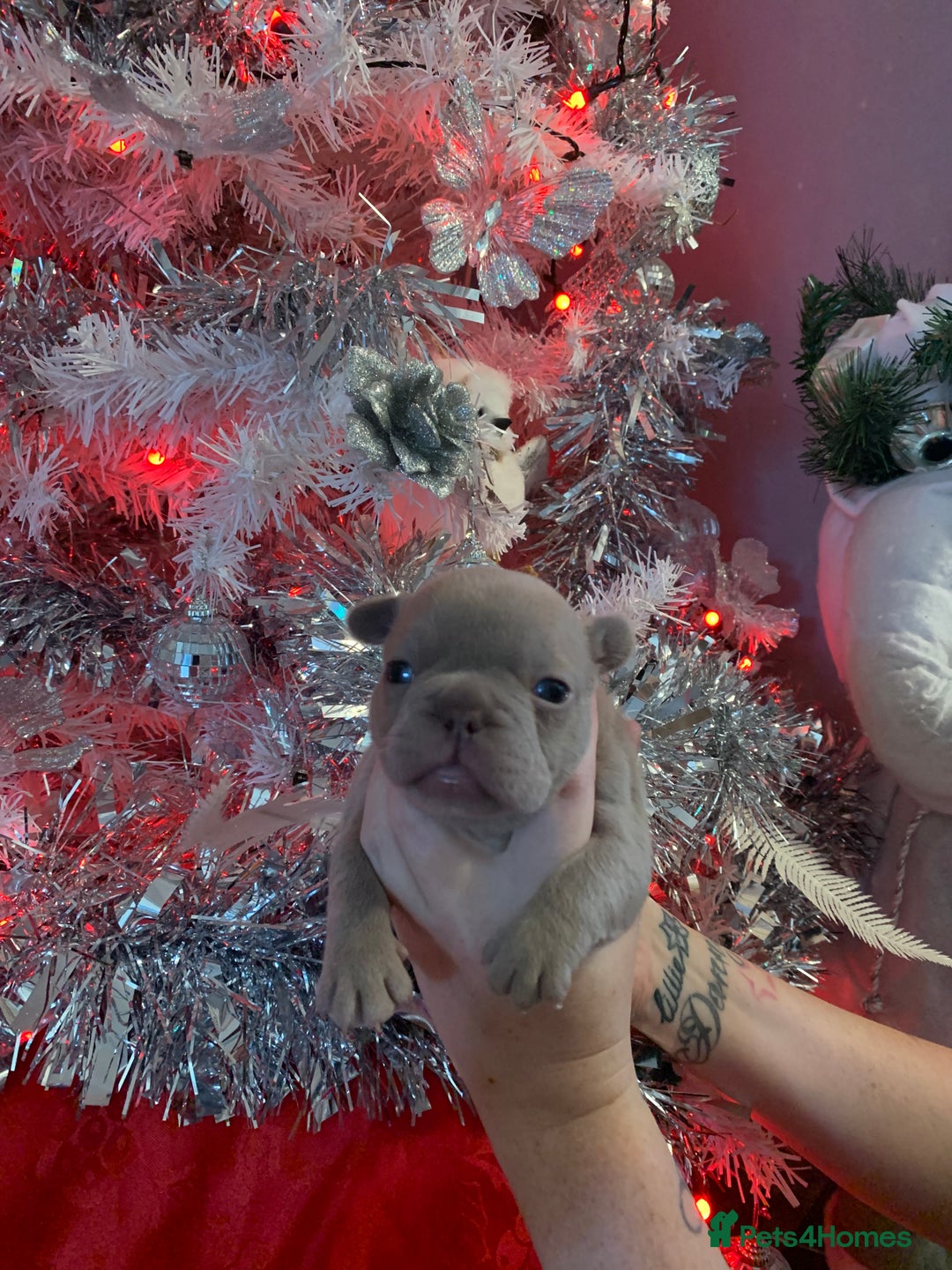French Bulldog dogs for sale: Beautiful French bulldog puppies  - Advert 6