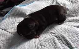 Mixed Breed dogs for sale: Frenchie cross chihuahua  - Image 4
