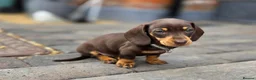 Miniature Dachshund dogs for sale: 2 Gorgeous Miniature dachshund females  - Advert 14